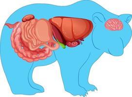 anatomía del oso salvaje aislado vector