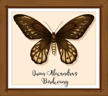 Butterfly on wooden frame