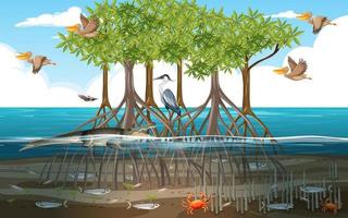 Mangrove forest scene at daytime with animals vector