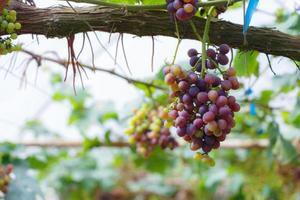 Grape in gatden at Monjam , Chiangmai ,Thailand photo