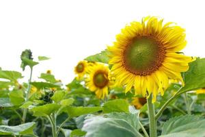Sunflower isolated background photo