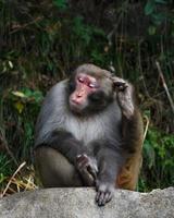 Mono sentado sobre una roca y rascarse la cabeza en el parque nacional de Zhangjiajie, China foto