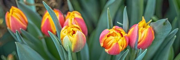 Yellow-red tulips on a flower bed in the garden. Spring. Bloom.Banner photo