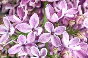 Fondo de ramas florecientes de color lila púrpura. primavera. foto