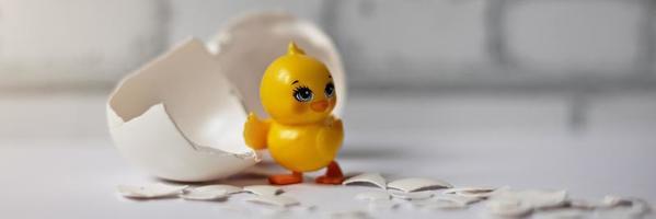 White egg shell of a broken chicken egg with fragments and a hatched chicken isolated. Easter.Banner photo