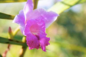 Purple orchid with sunlight. photo