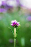 Purple head flower are growing. photo