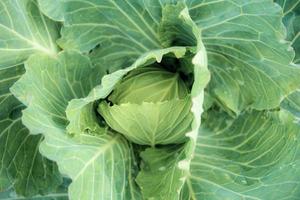 Cabbage with texture. photo