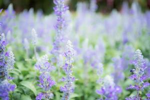 Purple flower in garden. photo