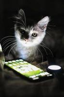 cat on the bed at night photo