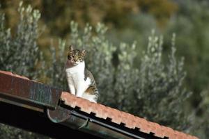 el retrato del gato foto