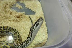 reptile python molurus of medium age breeding photo