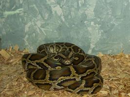 reptil pitón molurus de cría de mediana edad foto