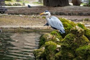 the gray heron photo