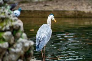 the gray heron photo