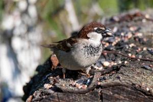 Sparrow resting on a log to eat photo