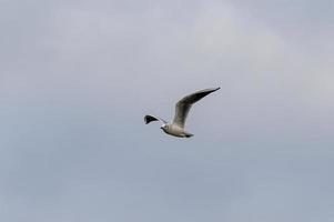 seagull bird in search of prey that flies free photo