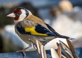 goldfinch bird perched on a drinking trough photo