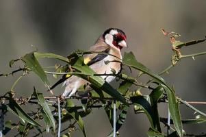 a goldfinch bird perched on a log photo