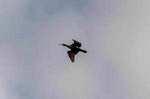 common cormorant bird looking for prey photo