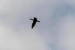 common cormorant bird looking for prey photo