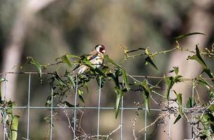 a goldfinch bird perched on a log photo