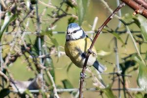 bird blue tit perched on a branch photo