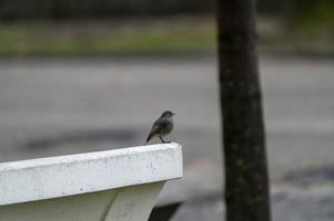 small redstart bird sitting on a bench photo