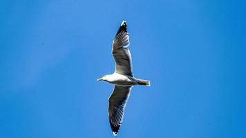 seagull flying in blue sky photo