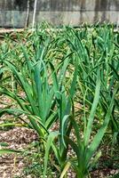 the garlic plantation photo