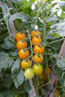 tomates para uso alimentario durante el crecimiento foto