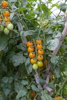 tomates para uso alimentario durante el crecimiento foto