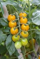 tomates cherry en la planta en crecimiento foto
