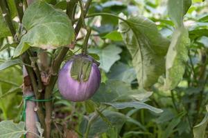 eggplants growing in their plant photo