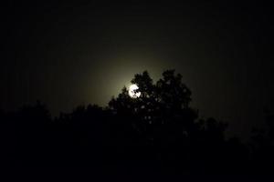 full moon rising from the plants photo