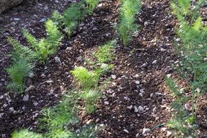small plantation of freshly grown fennel photo