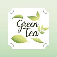 green tea with leaves in frame vector design