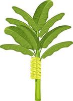 A banana tree isolated cartoon style on white background vector