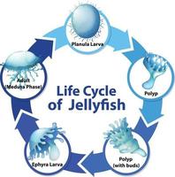 diagrama que muestra el ciclo de vida de las medusas vector