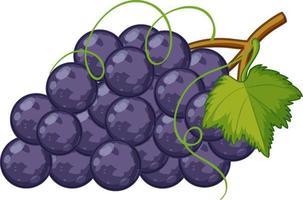 estilo de dibujos animados de uvas moradas aislado sobre fondo blanco vector