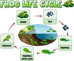 Diagram showing life cycle of Frog vector