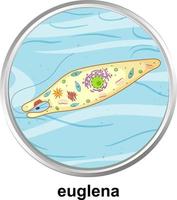 Estructura de la anatomía de euglena sobre fondo blanco. vector