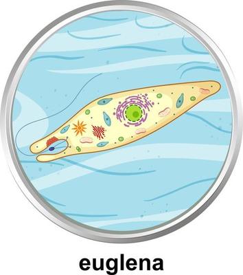 Anatomy structure of Euglena on white background