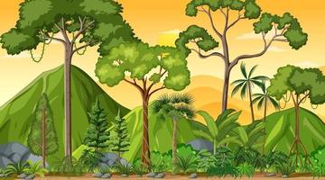 Forest landscape scene at sunset time with many different trees vector