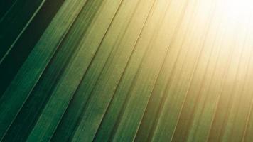 Tropical green coconut leaf texture background, Dark tone with sun rise. photo