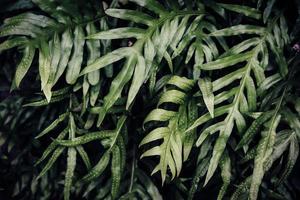 Tropical green leaf background, Dark tone theme. photo