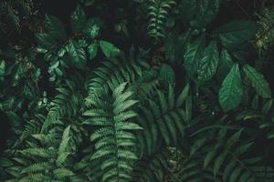 Tropical green leaf background, Dark tone theme. photo