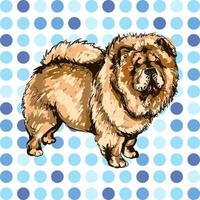 Vector colorful illustration of dog breed Chow-Chow isolated on white background