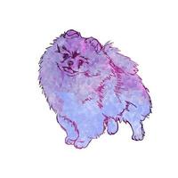 Vector colorful illustration of dog breed Pomeranian Spitz, isolated on white background, animal, art, artwork, breed. Blue dog
