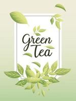 green tea with leaves in frame vector design